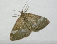 Attēlu rezultāti vaicājumam “Perizoma affinitata”