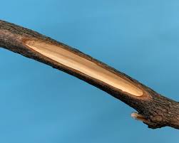 Attēlu rezultāti vaicājumam “Trichia botrytis var. cerifera macro”