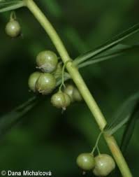 Attēlu rezultāti vaicājumam “Polygonatum verticillatum fruit”