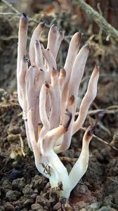 Attēlu rezultāti vaicājumam “Clavaria fumosa”