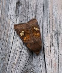 Attēlu rezultāti vaicājumam “Amphipoea”