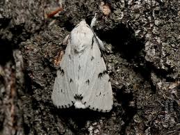 Attēlu rezultāti vaicājumam “Acronicta leporina larva”