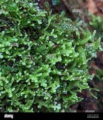 Attēlu rezultāti vaicājumam “Lepidozia reptans”