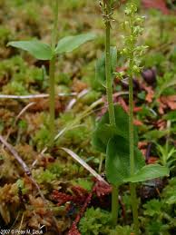Attēlu rezultāti vaicājumam “Listera cordata fruit”