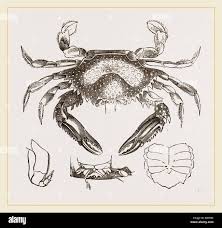 Attēlu rezultāti vaicājumam “Cribraria sp.”