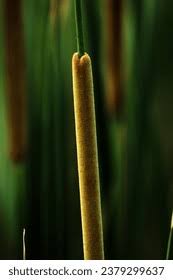 Attēlu rezultāti vaicājumam “Typhaceae”