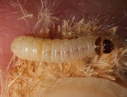 Attēlu rezultāti vaicājumam “Shargacucullia scrophulariae larva”