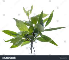 Attēlu rezultāti vaicājumam “Salix myrsinifolia leaf”