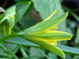 Attēlu rezultāti vaicājumam “Gagea lutea bud”