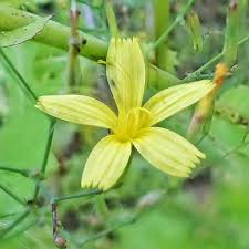 Attēlu rezultāti vaicājumam “Mycelis muralis bud”