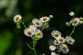 Attēlu rezultāti vaicājumam “Erigeron annuus flower”