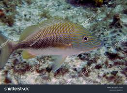 Image result for Haemulon plumierii