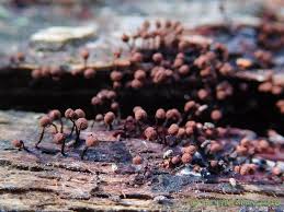 Attēlu rezultāti vaicājumam “Cribraria cancellata macro”