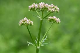 Image result for Baldrian