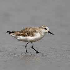 Image result for Calidris pusilla