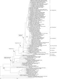 Attēlu rezultāti vaicājumam “Herzogiella seligeri sporophyte”