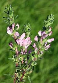 Attēlu rezultāti vaicājumam “Ononis arvensis”