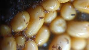 Attēlu rezultāti vaicājumam “Reticularia sp.”