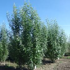 Attēlu rezultāti vaicājumam “Populus alba Nivea”