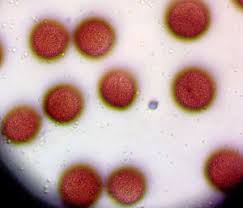 Attēlu rezultāti vaicājumam “Physarum pseudoalexandrowiczii spores”