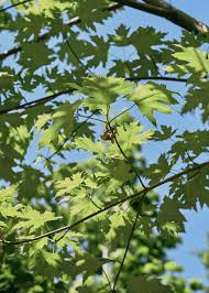 Attēlu rezultāti vaicājumam “Acer saccharinum”