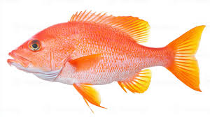 Image result for Lutjanus campechanus