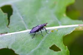 Attēlu rezultāti vaicājumam “Coremacera marginata”