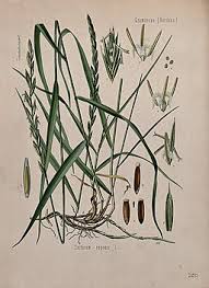 Attēlu rezultāti vaicājumam “Elytrigia repens subsp. arenosa”