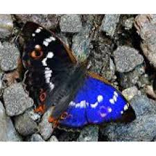 Attēlu rezultāti vaicājumam “Apatura ilia male”