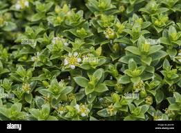 Attēlu rezultāti vaicājumam “Honckenya peploides flower”