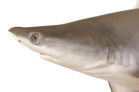 Image result for Carcharhinus plumbeus