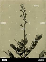 Attēlu rezultāti vaicājumam “Libanotis montana leaf”