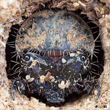 Attēlu rezultāti vaicājumam “Cicindela campestris imago”