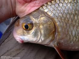 Image result for Carpiodes velifer