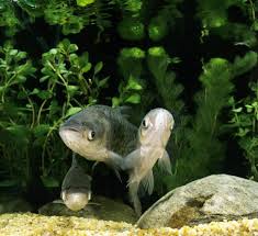 Image result for Hypophthalmichthys molitrix