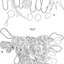 Attēlu rezultāti vaicājumam “Basidiodendron”