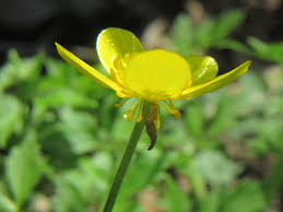 Attēlu rezultāti vaicājumam “Ranunculus cassubicus”