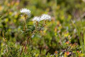 Attēlu rezultāti vaicājumam “Ledum palustre flower”