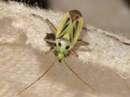 Attēlu rezultāti vaicājumam “Stenotus binotatus male”