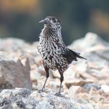 Attēlu rezultāti vaicājumam “Nucifraga caryocatactes”