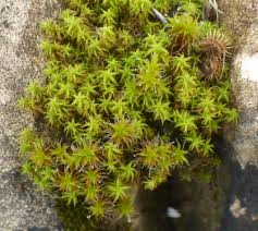 Attēlu rezultāti vaicājumam “Syntrichia ruralis var. ruralis sporophyte”