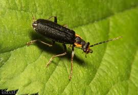 Attēlu rezultāti vaicājumam “Cantharidae”