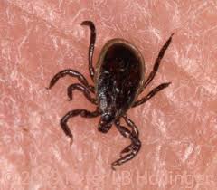 Attēlu rezultāti vaicājumam “Ixodes male”