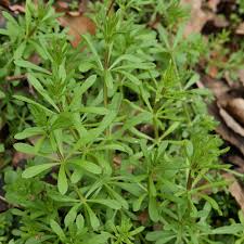 Image result for Galium aparine