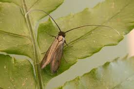 Attēlu rezultāti vaicājumam “Cauchas rufimitrella”