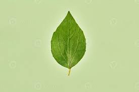 Attēlu rezultāti vaicājumam “Salix pentandra leaf”