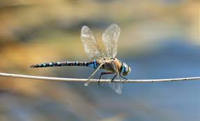 Attēlu rezultāti vaicājumam “Aeshna mixta female”