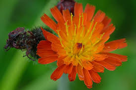Attēlu rezultāti vaicājumam “Pilosella aurantiaca flower”
