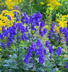 Attēlu rezultāti vaicājumam “Aconitum napellus flower”