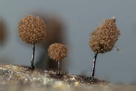 Attēlu rezultāti vaicājumam “Comatricha laxa”